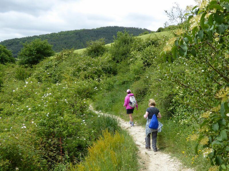 pilgrims walking the Camino in bush